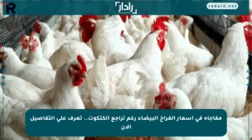 مفاجأة في أسعار الفراخ البيضاء رغم تراجع الكتكوت.. تعرف على التفاصيل الآن